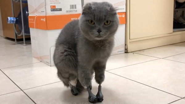 Dymka is 's werelds eerste kat met 3D-geprinte pootjes