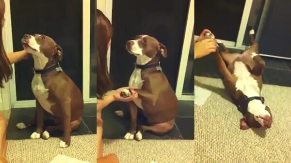 Superdramatische hond doet net of hij flauwvalt als zijn nagels worden geknipt