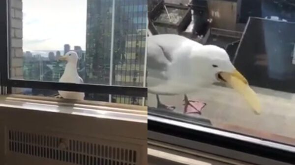 Hongerige meeuw blijkt perverseling zonder gag-reflex te zijn