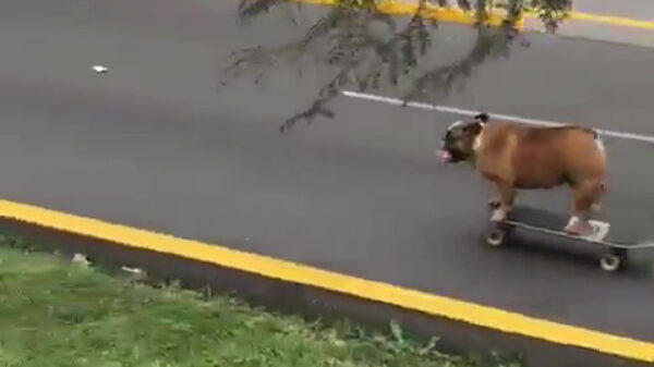 Als je hond wel naar buiten wil maar geen zin heeft om te wandelen