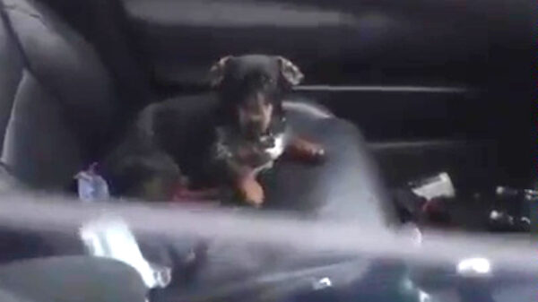 Verdomme Otis, laat me erin