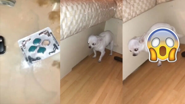 Daarom houd je die blauwe pilletjes ver weg van kinderen én huisdieren