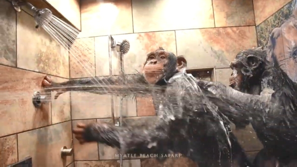 Deze chimpansees beginnen hun dag met een lekkere douche