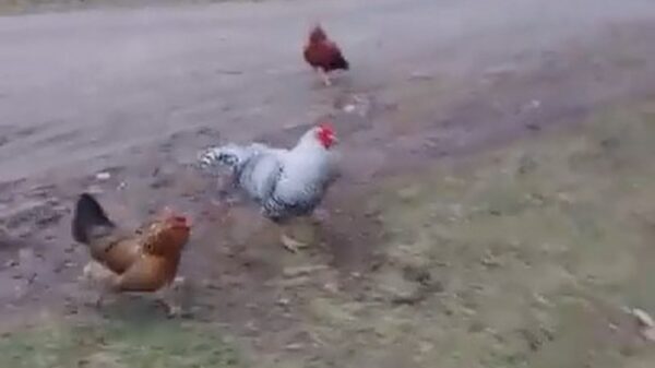 Agressieve Kyle valt zijn eigenaar weer eens aan