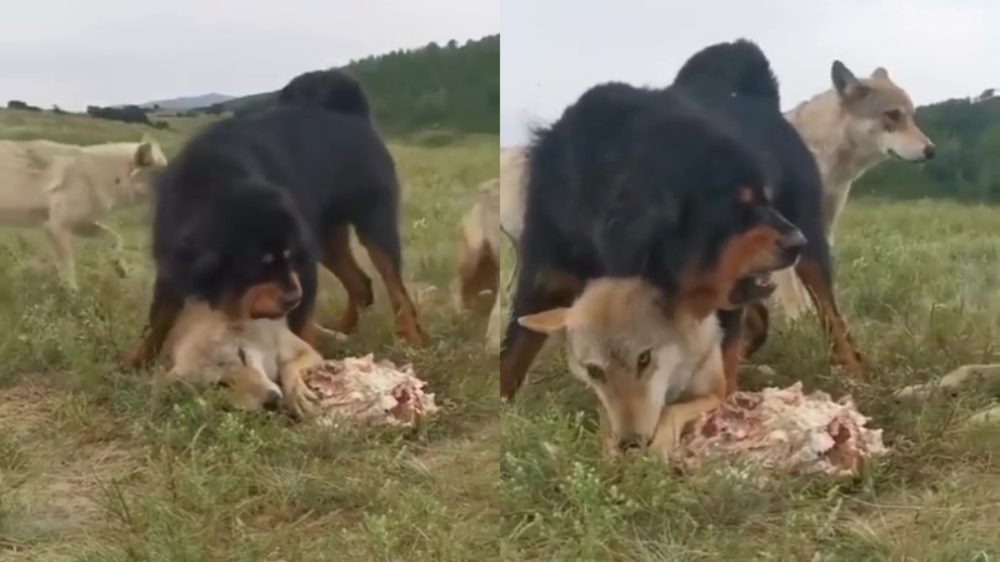 Joekel van een hond zorgt ervoor dat zijn beste vriend als eerst kan eten