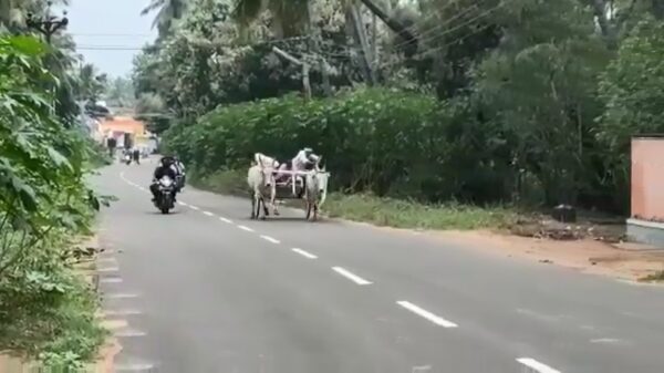 Ossen besluiten om koets in tweeën te beuken