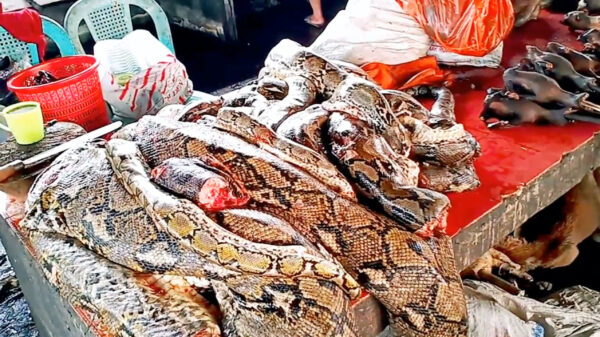 Is het Chinese coronavirus op één van deze markten met exotische dieren ontstaan?