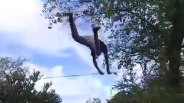 Faalhaas laat zich dankzij een touw knap hoog lanceren