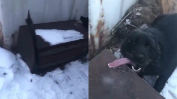 Ook honden kunnen beter geen bevroren metaal likken