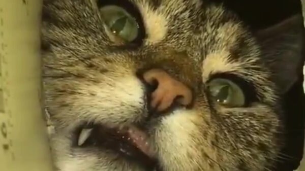 Altijd al willen weten hoe het voelt om een kattensnoepje te zijn?