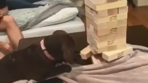 Slimme Loebas ontdekt hoe je Jenga moet spelen