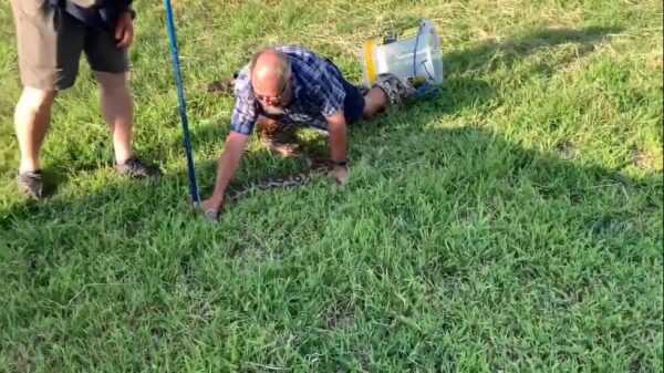 Zuid-Afrikaanse professional heeft de nodige moeite om een python te vangen