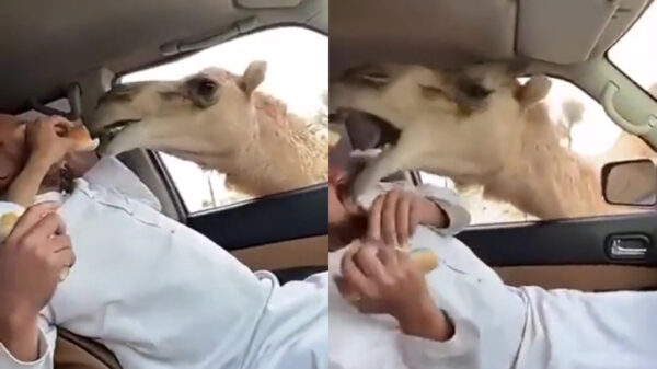 Deze man heeft het klaarblijkelijk niet zo op kamelen