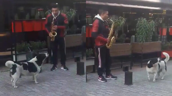 Straatartiest krijgt vocale ondersteuning uit onverwachte hoek