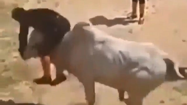 Dit noemen we dus stiertje rijden 2.0