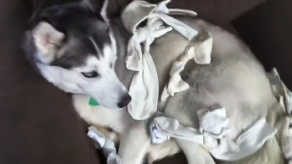 Creatieve metalhead maakt een liedje over honden die van sokken houden