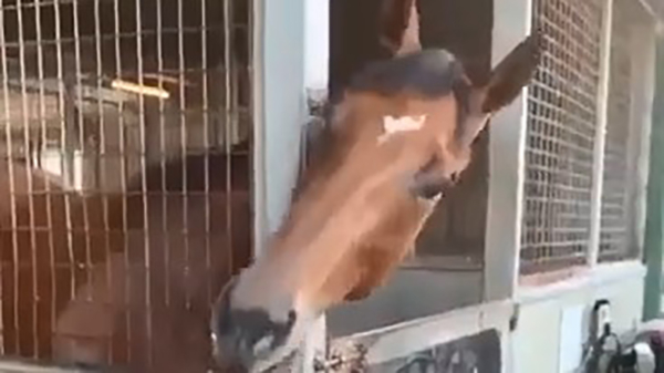 Slim paardje heeft potverdomme honger en jat van zijn buurman
