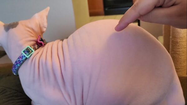 Mijn kale poes heeft erg veel rimpels