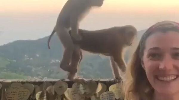 Gezellige vakantievideo wordt ruw verstoord door lokale bewoners