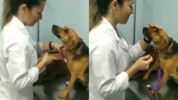 Deze hond weet zich bizar goed te gedragen bij de dierenarts
