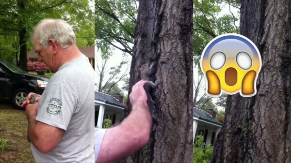 Papa neemt emotioneel afscheid van zijn geliefde eekhoorn