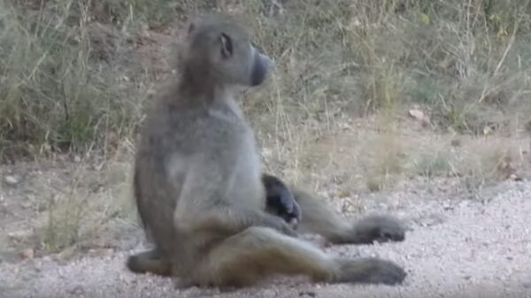 Vies aapje geeft er niets om dat er bezoekers meekijken