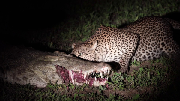 Hongerig luipaard jat vlees direct uit de bek van een slaperige krokodil
