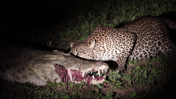 Hongerig luipaard jat vlees direct uit de bek van een slaperige krokodil
