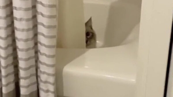 Pas op voor de levensgevaarlijke badkamerpoes