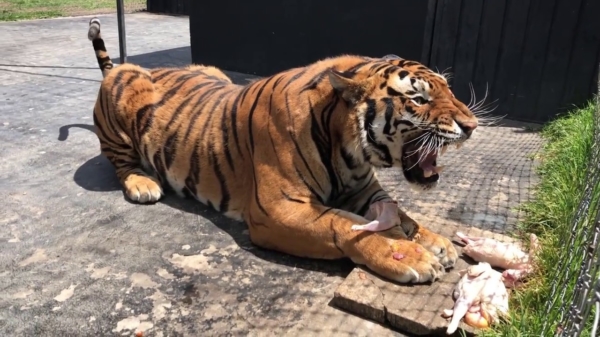 ROARRRR: kom niet aan het malse kippetje van deze hongerige tijger