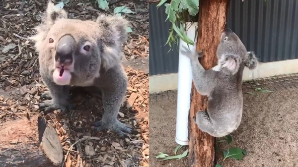 Koala vraagt of zijn vrouwtjes zin hebben om te Netflixen & chillen