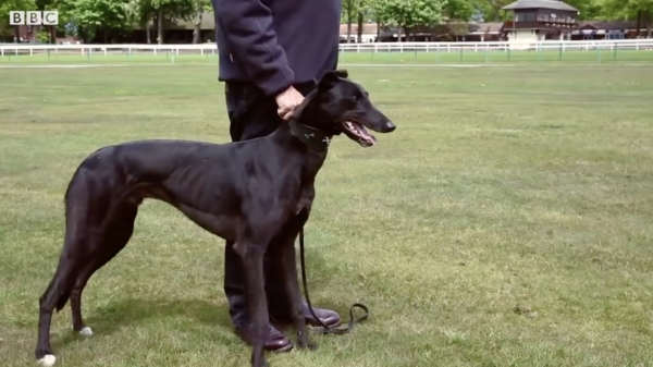 BBC Earth vergelijkt 's werelds snelste hond met 's werelds snelste kat