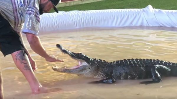 Alligator bijt kerel zijn vinger eraf bij Hard Rock Hollywood in Florida