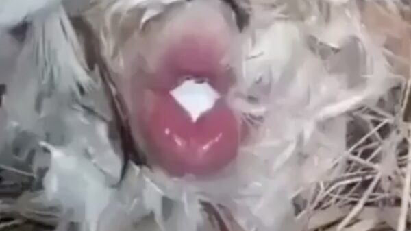 Wel eens een kip een ei eruit zien persen?