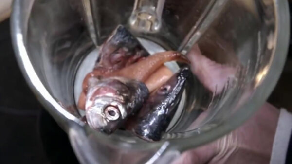 Iemand zin in een lekkere vissenkop-smoothie?