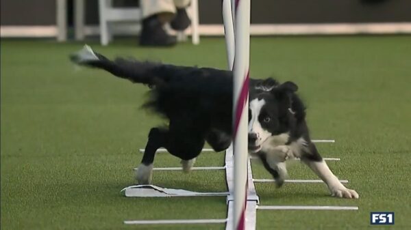 Bordercollie vermorzelt al zijn tegenstanders tijdens de Westminster Dog Show