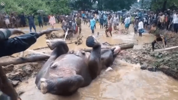 Miljoenmiljard Indiërs redden olifant van de verdrinkingsdood door hem uit een put te trekken