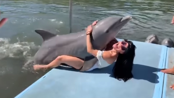 Vrolijke dame wordt aangerand door hitsige dolfijn