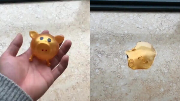 Hebben: het T-1000 Terminator-varken