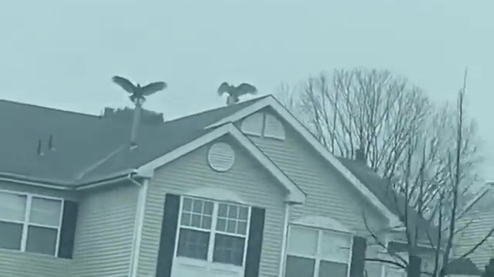 Dankzij deze vogels lijkt je straat net een scène uit een horrorfilm