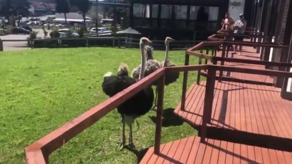 Mafkees neemt het op tegen twee agressieve struisvogels