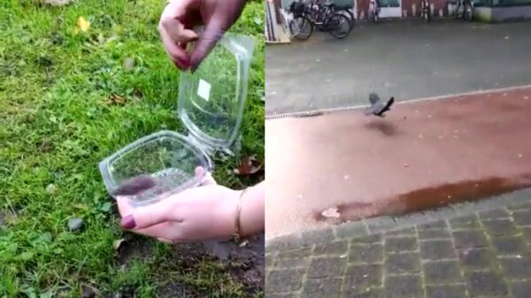 Het uitzetten van het schattige muisje verliep anders dan gepland