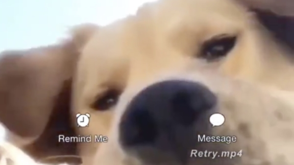 Hello, this is dog