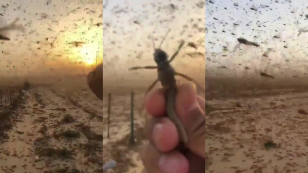 Bizarre insectenplaag lijkt rechtstreeks uit een horrorfilm te komen