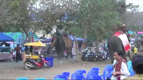 Boze olifant besluit Thaise kermis te slopen