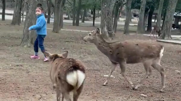 Hert heeft een hekel aan één specifiek kind