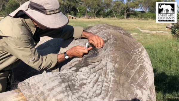 Olifant gaat er eens goed voor liggen als zijn oog gedruppeld moet worden