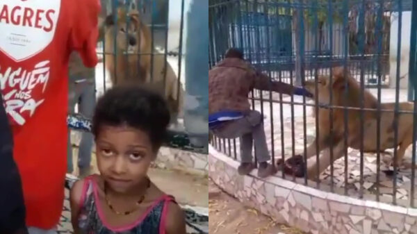 Waarom je nooit te dicht in de buurt bij een leeuwenkooi moet komen