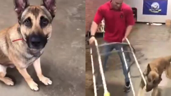 Overenthousiaste herder kan zijn examen hulphond wel vergeten