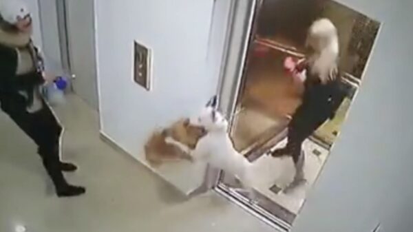Klein hondje voor de lift aangevallen door een agressieve 'Pitbull'